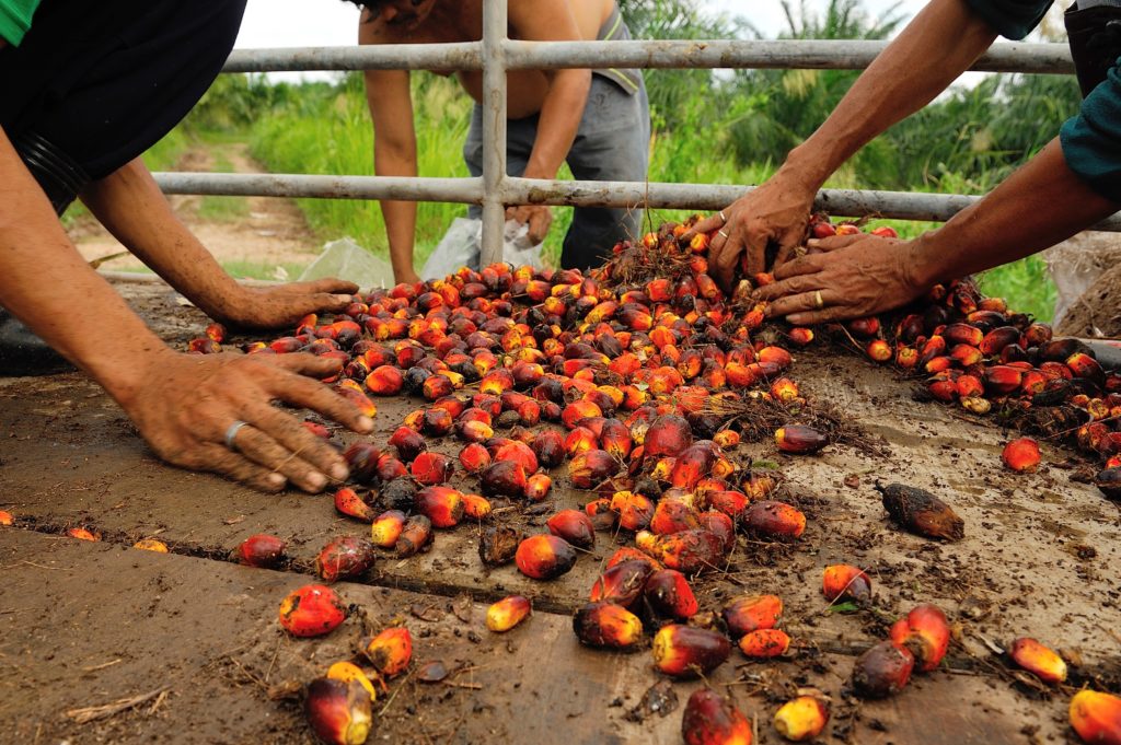 palm oil commodity atlas research page with a map